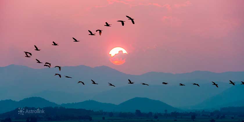 Pássaros voando no por do sol